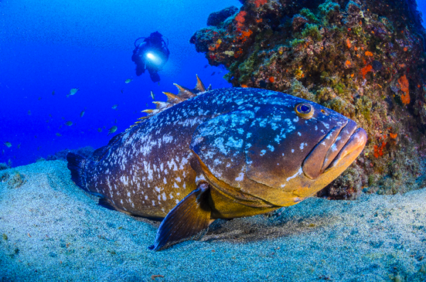 PADI Advanced Open Water Diver en Lanzarote