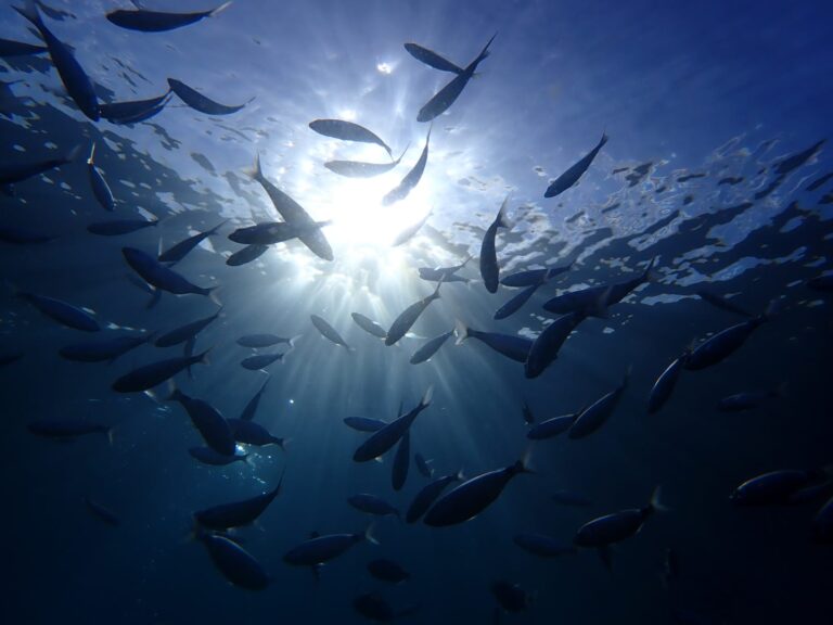 El buceo en Puerto del Carmen Lanzarote