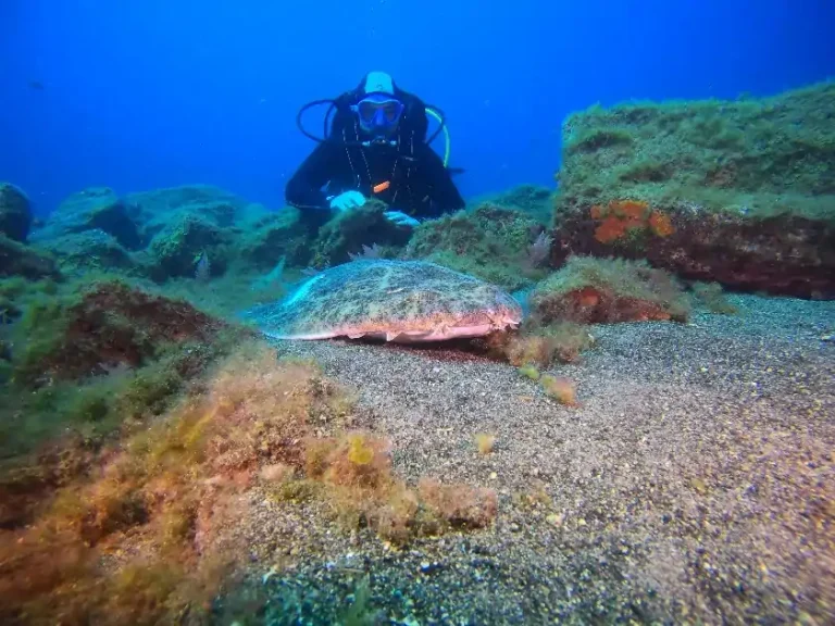 Guía para bucear en Playa Blanca, Lanzarote